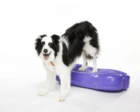 FitPaws Bone Giant - Blue, Turquoise, Violet