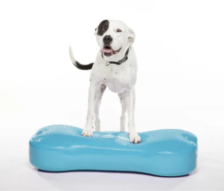 FitPaws Bone Giant - Blue, Turquoise, Violet