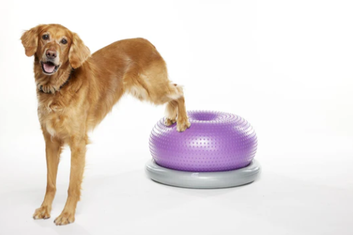 FitPaws Trax Donut - Purple