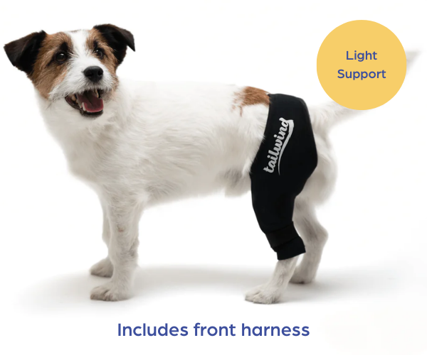 Dog Knee Brace with Harness and Connection Belt, Lightweight and  Stretchable, Support for Torn ACL Hind Leg, Luxating Patella, Reduces  Arthritis Pain