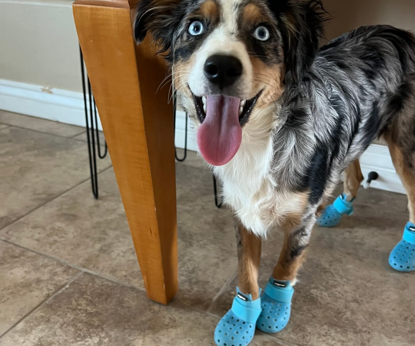 Best dog shoes for pitbulls online