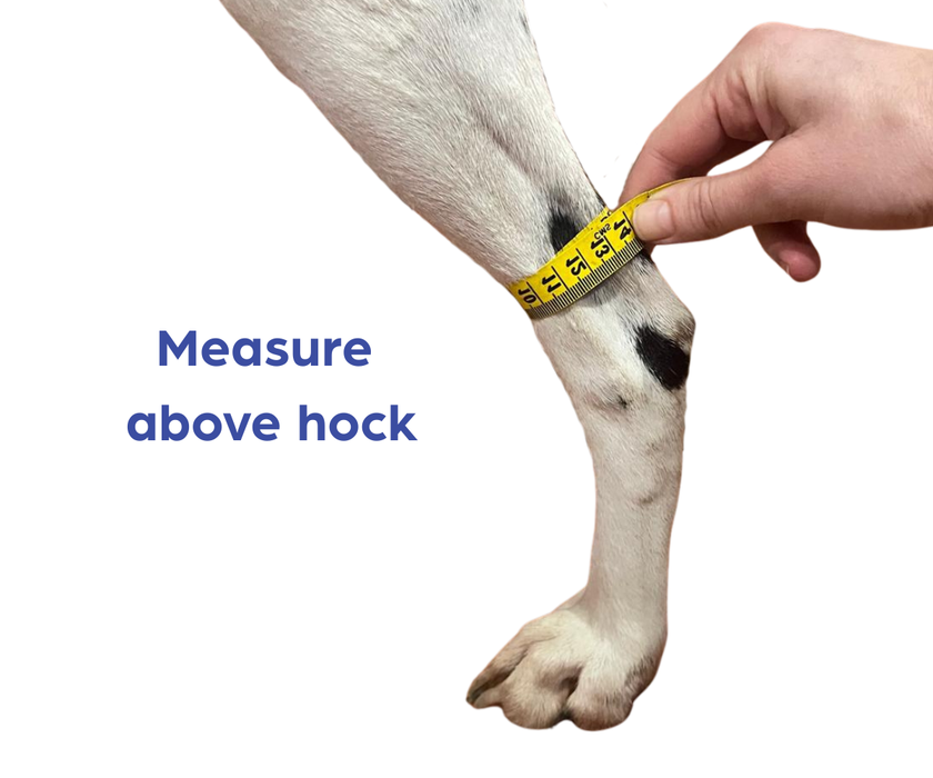 *NEW* Hock Dog Splint by Zoomadog - Ideal for Weak Hock Joints & Hock Injuries (firm)