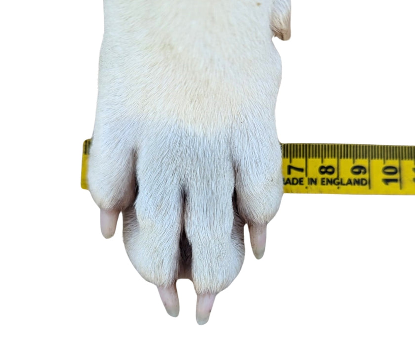 Zoomadog Buster Boot Paw Splint for Dogs - Ideal for Broken Toes & Paw Injuries (firm)