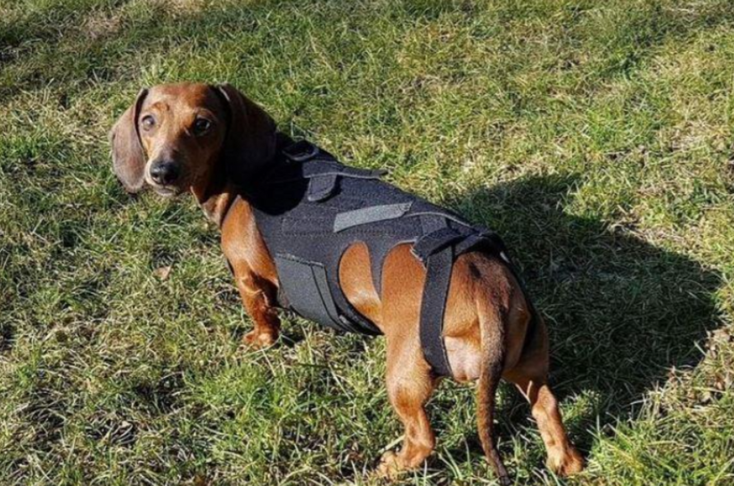 Neck brace for sales dog with herniated disc