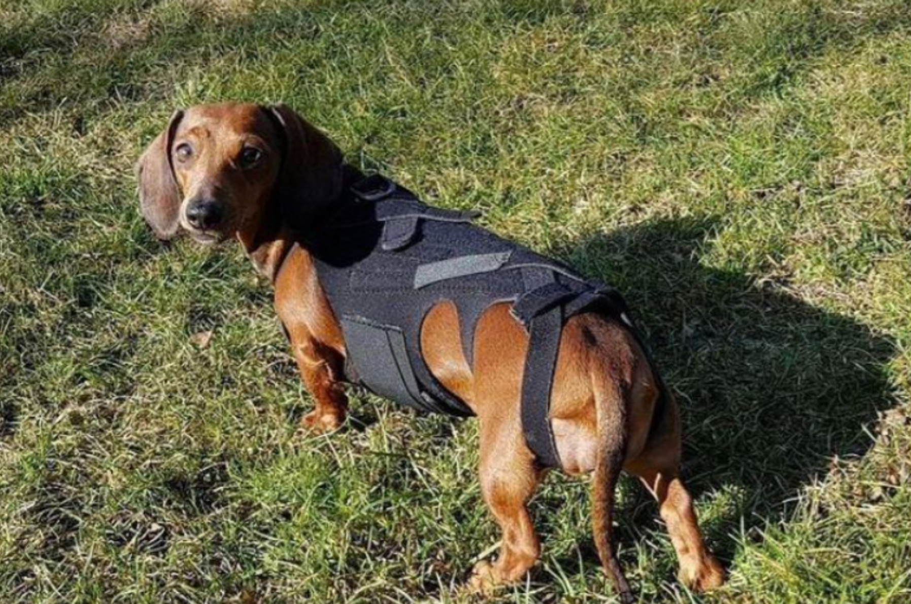 Ivdd Website Dog IVDD or Slipped Discs in Dogs - Causes, Prevention and How to Help ...