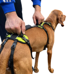 Full Body Harness