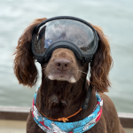 Dog Goggles