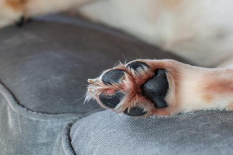 Dog Grass Allergies Causes Prevention and How to Help ZOOMADOG