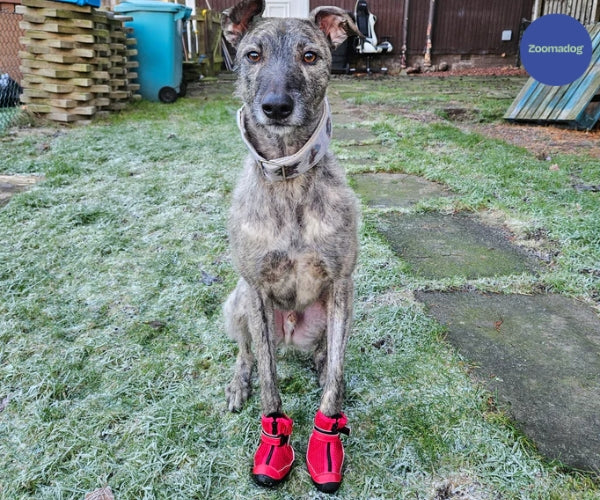 Hunnyboots - Set of Two Greyhound Boots V4 (a pair)