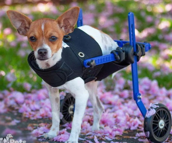 Rear Amputee Dog Wheelchair by Walkin Wheels