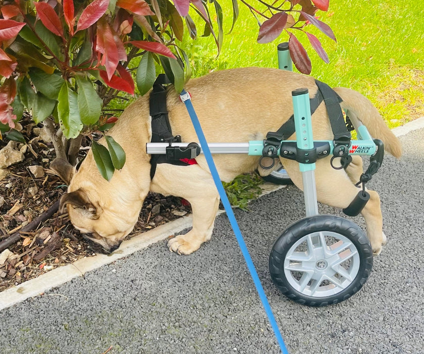 Pug Dog Wheelchair UK - Walkin Wheels