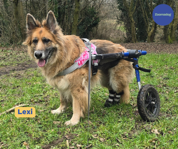 German Shepherd Dog Wheelchair UK - Walkin Wheels