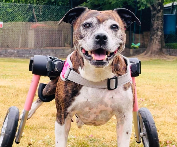 Staffy Dog Wheelchair UK