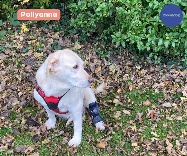 Pollyanna wearing the Balto Hock Splint