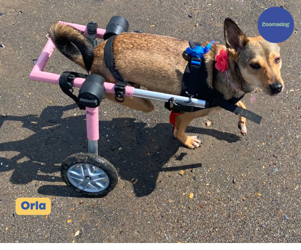 Dog Wheelchair UK - Walkin Wheels