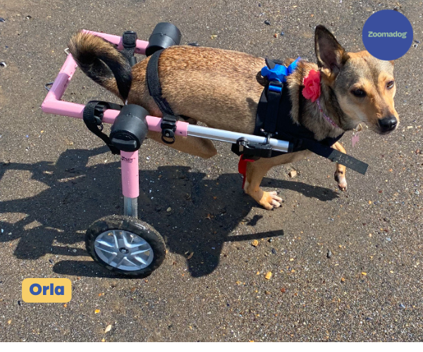 Dog Wheelchair UK - Walkin Wheels — ZOOMADOG Dog Wheelchair UK - Walkin Wheels — ZOOMADOG