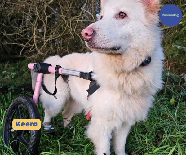 Dog Wheelchair UK - Walkin Wheels