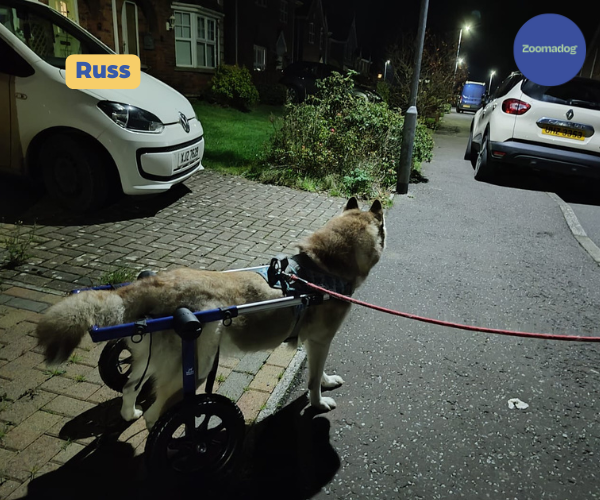 Dog Wheelchair UK - Walkin Wheels