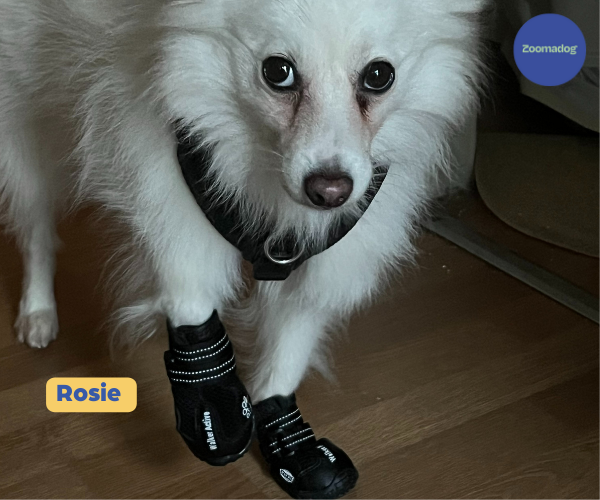 Walker Active Dog Boots (two boots)