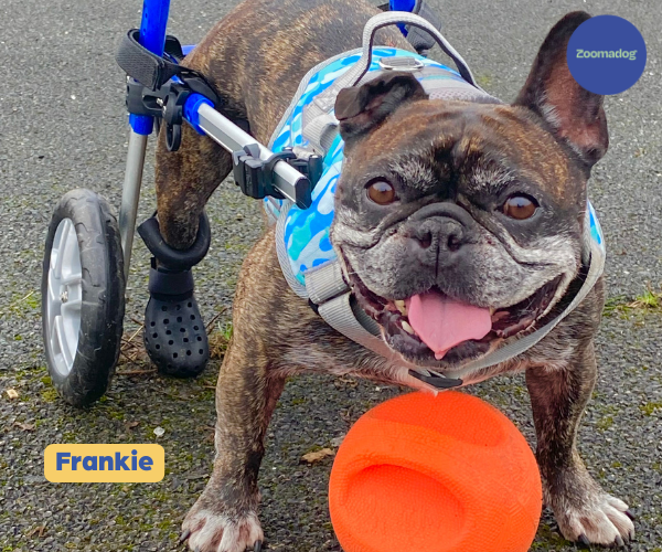 French Bulldog Dog Wheelchair UK - Walkin Wheels