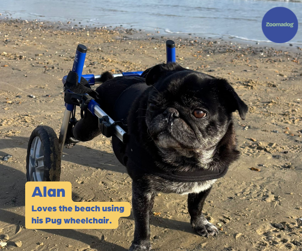 Pug Dog Wheelchair UK - Walkin Wheels