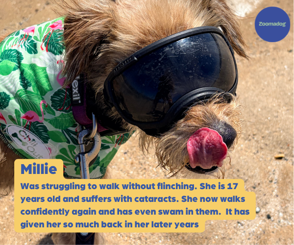 Rex Specs Dog Goggles - For Active and Blind Dogs (Black, Pink, Blue, Orange or Coyote)
