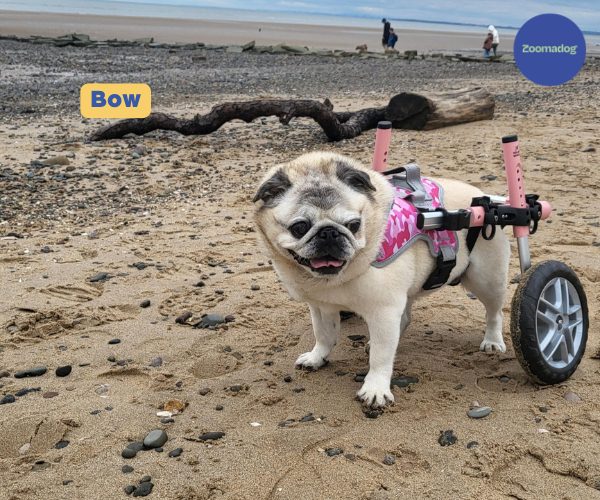 Pug Dog Wheelchair UK - Walkin Wheels