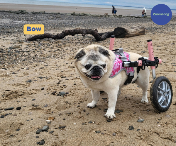 Pug Dog Wheelchair UK Walkin Wheels — ZOOMADOG - Main Image