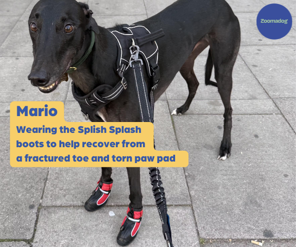 Hunnyboots - Set of Two Greyhound Boots V4 (a pair)