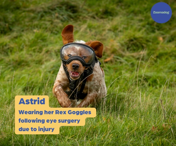 Rex Specs Dog Goggles - For Active and Blind Dogs (Black, Pink, Blue or Orange)