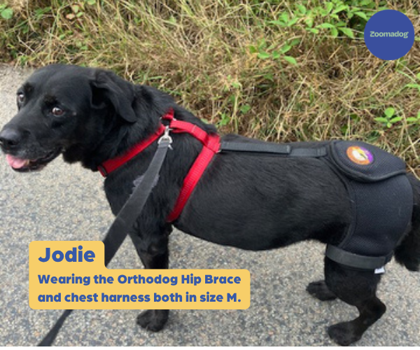 Orthodog Dog Hip Brace