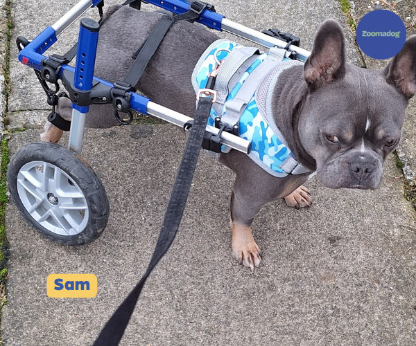 French Bulldog Dog Wheelchair UK - Walkin Wheels