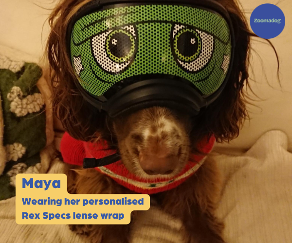 Rex Specs Dog Goggles - For Active and Blind Dogs (Black, Pink, Blue or Orange)