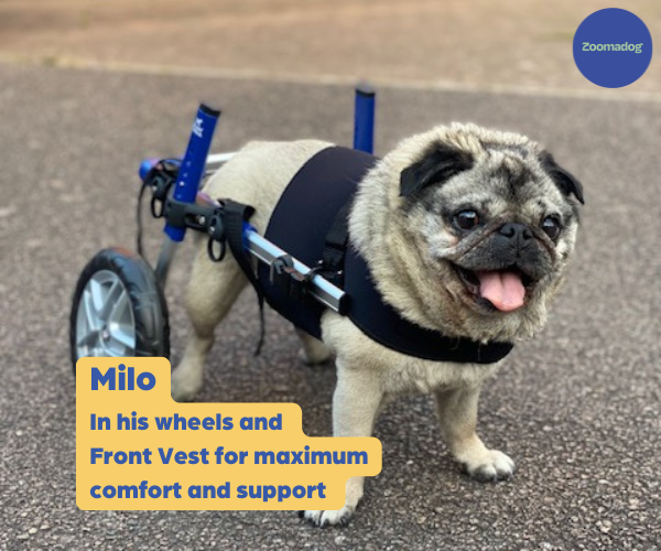 Pug Dog Wheelchair UK - Walkin Wheels