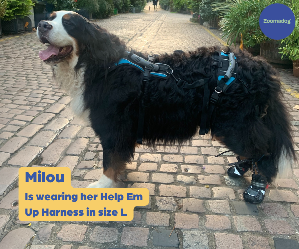 Help Em Up Harness - The Complete Dog Lifting Harness
