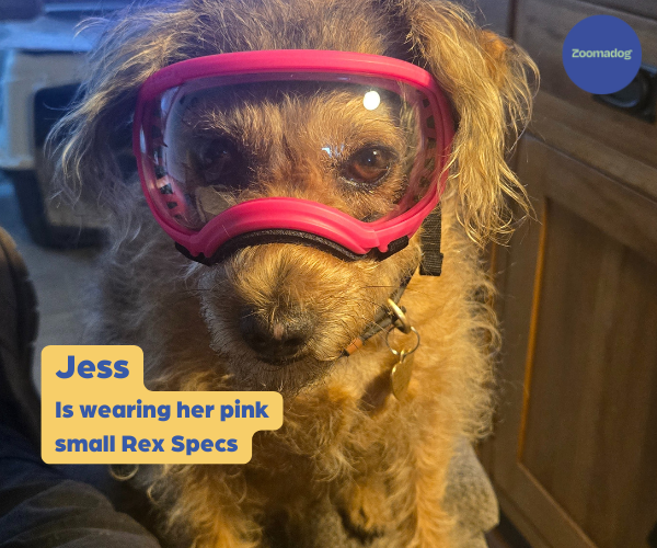 Rex Specs Dog Goggles - For Active and Blind Dogs (Black, Pink, Blue or Orange)