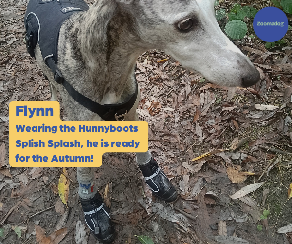 Hunnyboots Splish Splash (fleece lined) - Set of Two Greyhound Boots (a pair)