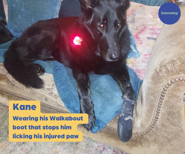 Walkabout Protective Dog Boots (single boot)