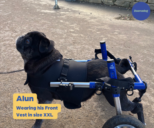 Walkin Front Vest for Small Dog Wheelchairs