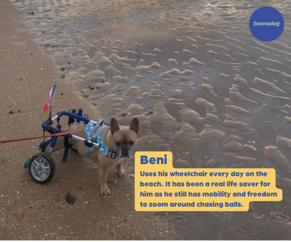 French Bulldog Dog Wheelchair UK - Walkin Wheels