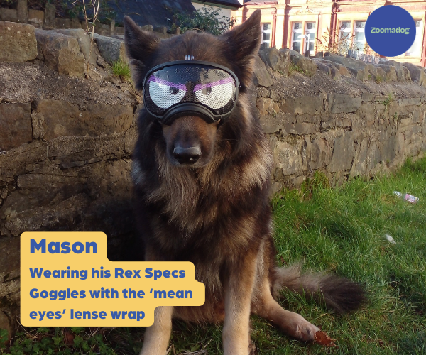 Rex Specs Dog Goggles - For Active and Blind Dogs (Black, Pink, Blue or Orange)