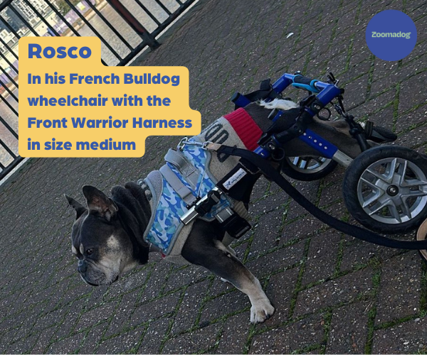 French Bulldog Dog Wheelchair UK - Walkin Wheels