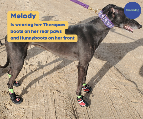 Dog Booties Greyhound Shoes Greyhound Winter Boots Durable