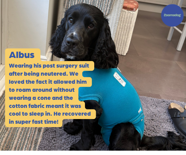 VetMedWear Recovery Suit for Dogs - Post-Surgery & Wound Protection Suit Made of 95% Organic Cotton