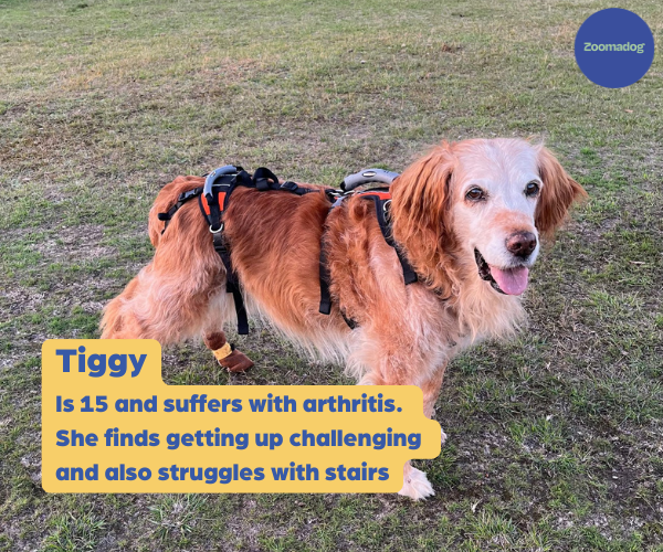 Help Em Up Harness - The Complete Dog Lifting Harness