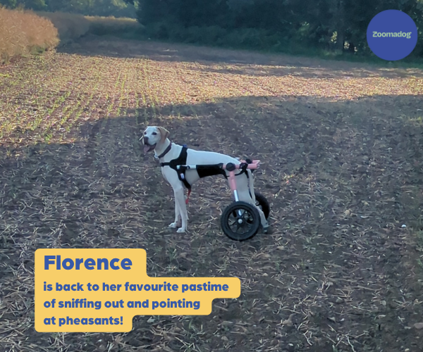 Dog Wheelchair UK - Walkin Wheels