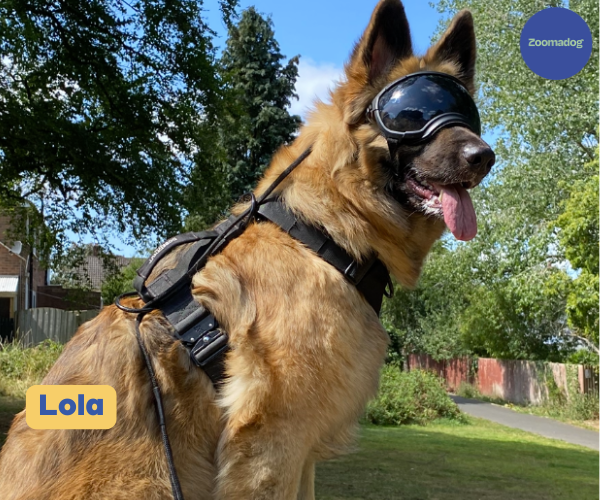 Rex Specs Dog Goggles - For Active and Blind Dogs (Black, Pink, Blue or Orange)