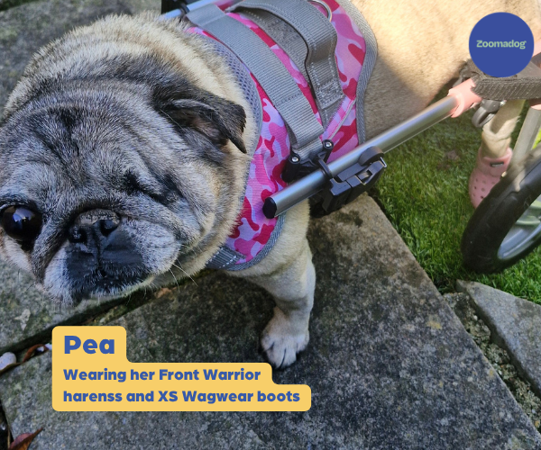 Front Warrior Harness For Best Fit - Comfortable & Durable (Walkin Wheelchair)