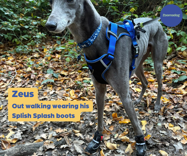 Hunnyboots Splish Splash (fleece lined) - Set of Two Greyhound Boots (a pair)