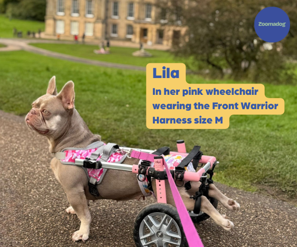 French Bulldog Dog Wheelchair UK - Walkin Wheels